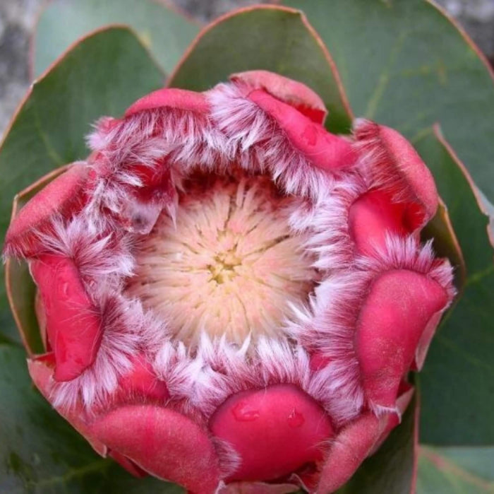 pink protea seeds
