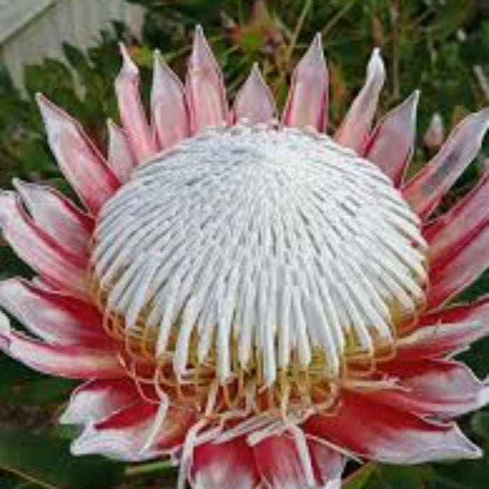 pink white protea seeds 
