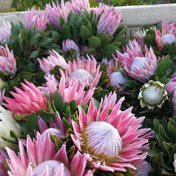 pink white protea seeds 