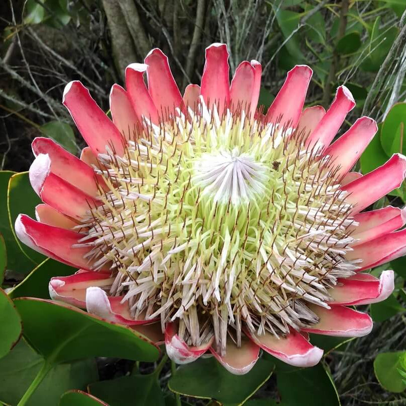 pink white protea seeds 