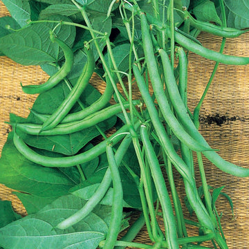 Runner Bean Seeds – Climbing