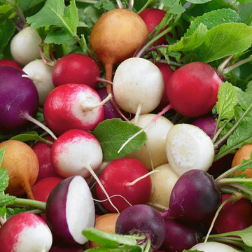 Radish Seeds – Rainbow Mix