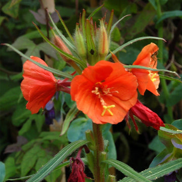 Oenothera Seeds – Versicolor