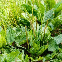 Plantain Seeds – Plantago Asiatica
