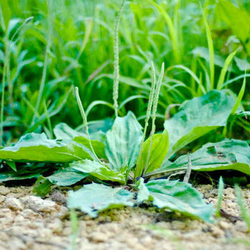 Plantago Major Seeds – Green