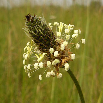 Plantain Seeds – Ribwort
