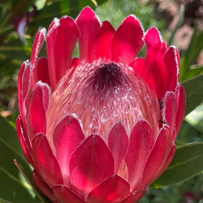 protea Cynaroides seeds