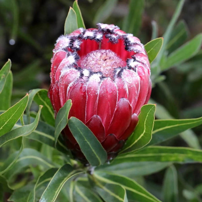 protea Cynaroides seeds