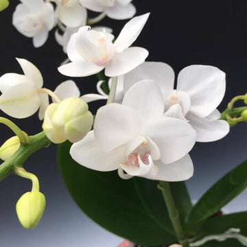 Orchid Seeds – White Phalaenopsis