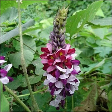 Kudzu Seeds – Pueraria Lobata