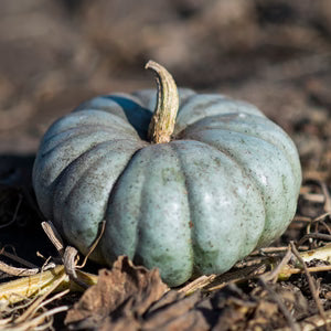 Jarrahdale Pumpkin Seeds – Vegetable Plant