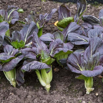 Black Bok Choy Seeds – Vegetable Plant