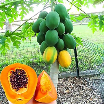 Papaya Seeds – Pusa Dwarf