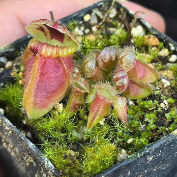 Pitcher Plant Seeds – Albany