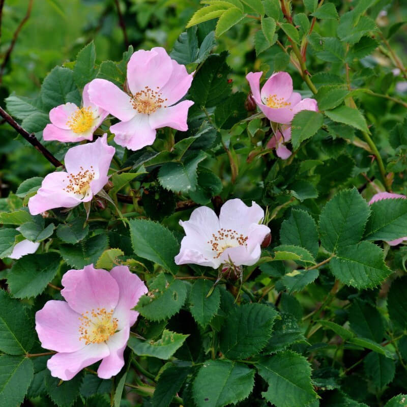 Rose Seeds – Rosa Canina