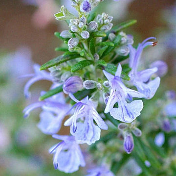 Rosemary Seeds – Aromatic