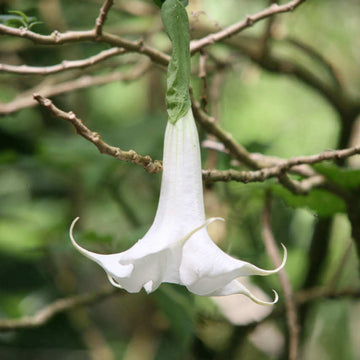 rumpet Seeds – White
