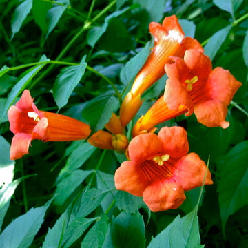 rumpet Vine Seeds – Campsis Radicans