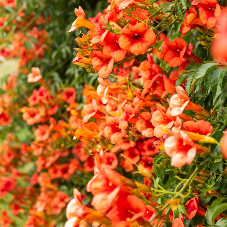 rumpet Vine Seeds – Campsis Radicans