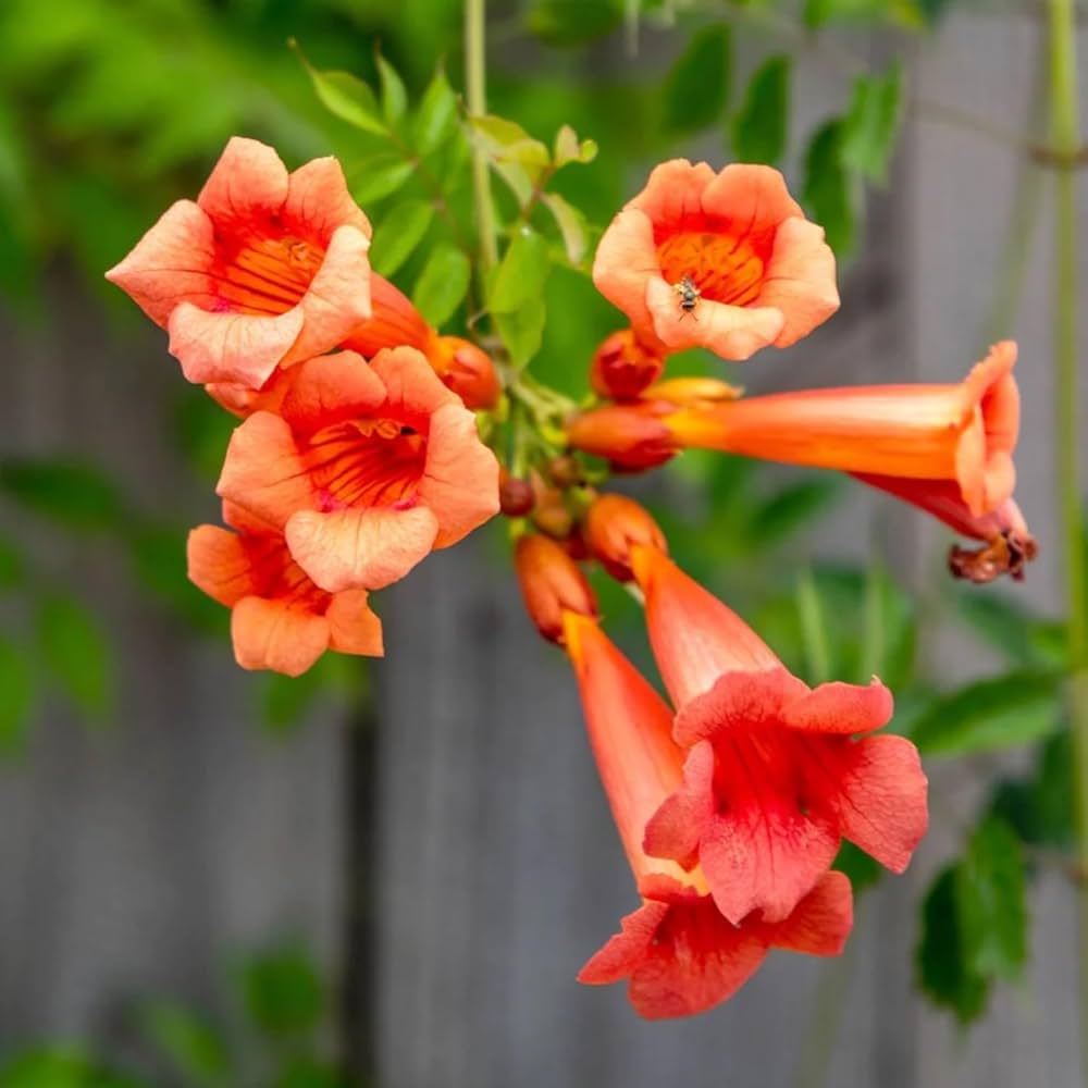 rumpet Vine Seeds – Campsis Radicans