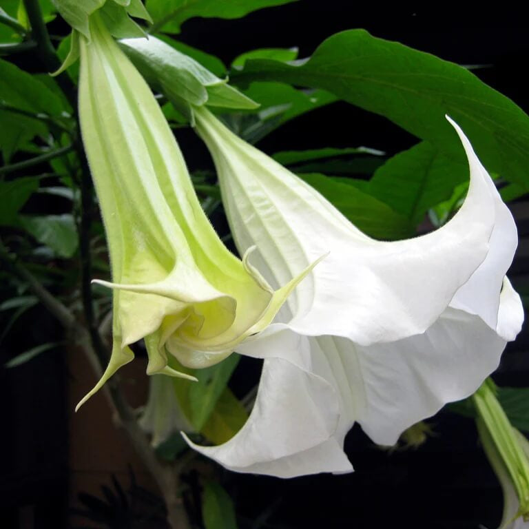 rumpet Seeds – White
