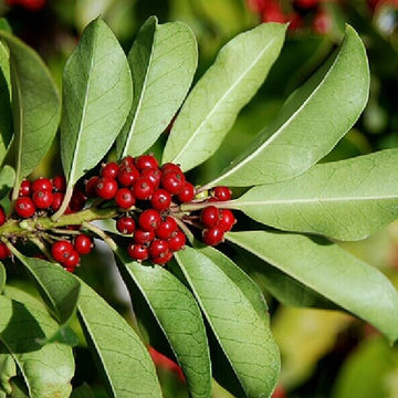 Ilex paraguariensis Yerba Mate Seeds –  Herbal Plant