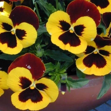 Pansy Seeds – Dynamite Red Yellow