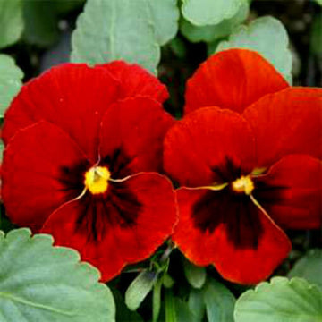 Pansy Viola Seeds – Alpenglow