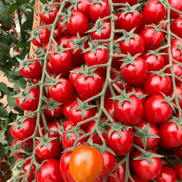Climbing Waterfall Tomato Seeds – Vegetable Plant