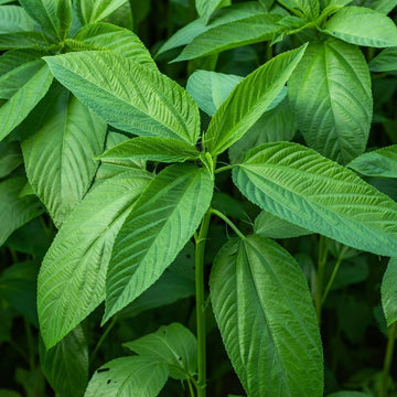 Molokhia Seeds – Egyptian Green