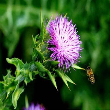 Milk Thistle Seeds