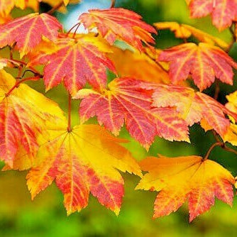 Maple Seeds – Korean