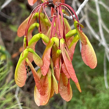 Maple Seeds – Sugar