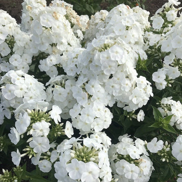 Phlox Seeds – White