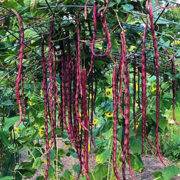 Red Noodle Bean Seeds – Heirloom