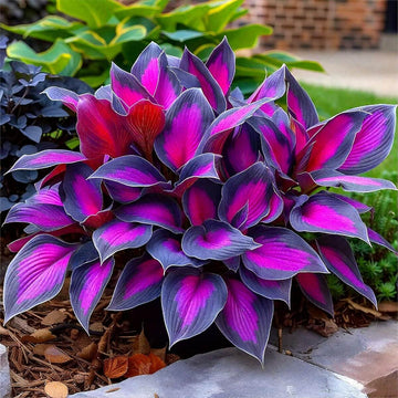 Hosta Seeds –  Purple Black Shade