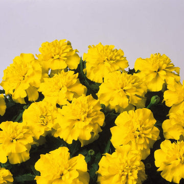 Marigold Seeds – Bonanza Yellow