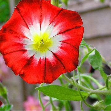Morning Glory Seeds – Dwarf Red Ensign