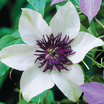 White and Purple Clematis Seeds – Flower Plant
