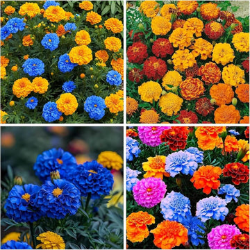 Marigold Seeds – Blue and Yellow
