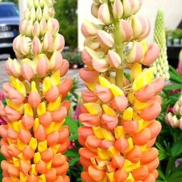 Lupine Seeds – Orange Yellow