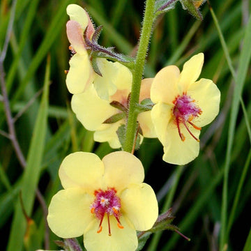 Moth Mullein Seeds – Flower Plant