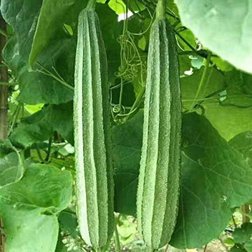Luffa Seeds – Angled Muop Khia