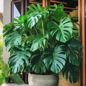 Monstera Seeds – Deliciosa