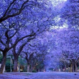 Jacaranda Seeds – Blue