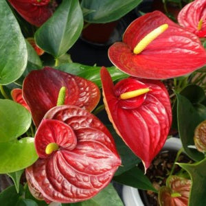 Exotic Anthurium Seeds – Herbal Plant