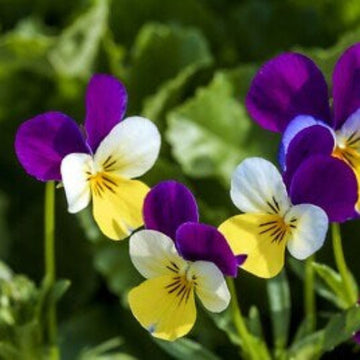 Pansy Heartsease Seeds
