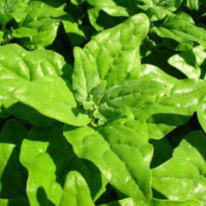Spinach Seeds – New Zealand