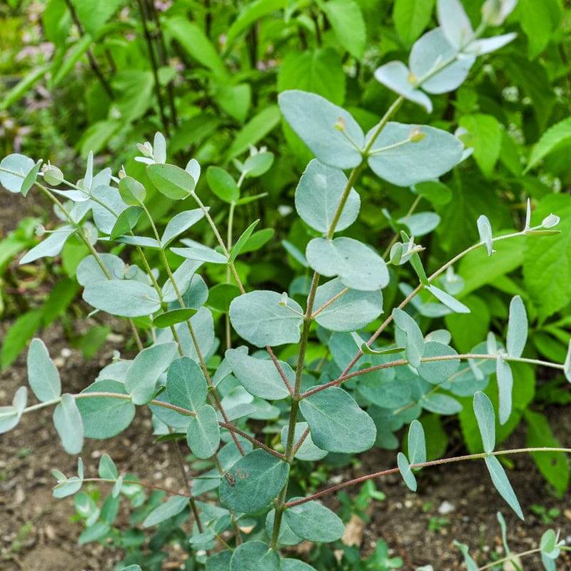 Silver Drop Eucalyptus Seeds