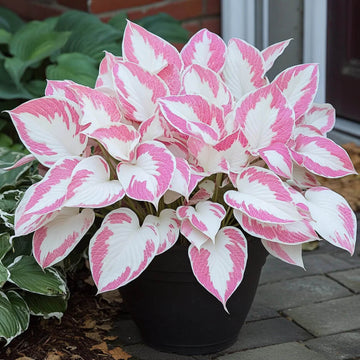 Hosta Seeds – Pink and White